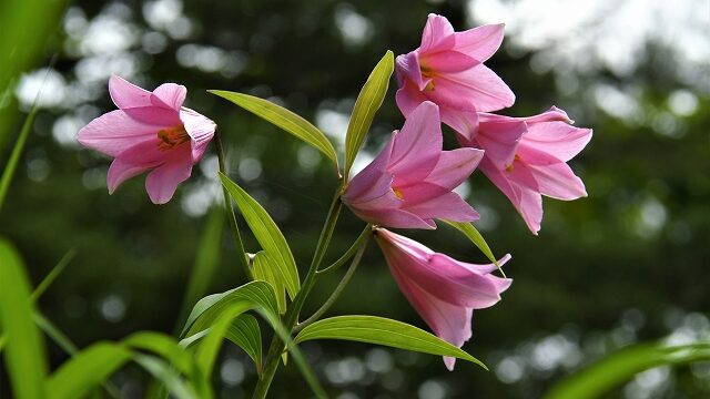 七ヶ宿町森林組合